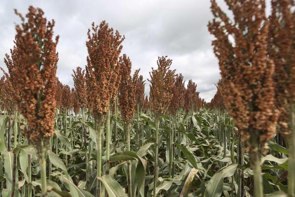 Uruguay avanza en un protocolo para exportar sorgo a China - MarketData