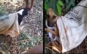 Crónica / [VÍDEO] Dos jóvenes rescataron a tres perritos que fueron tirados en bolsas atadas