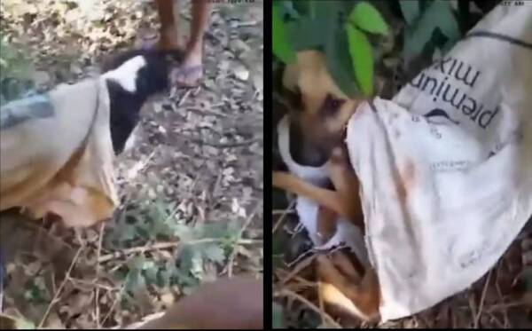 Crónica / [VÍDEO] Dos jóvenes rescataron a tres perritos que fueron tirados en bolsas atadas