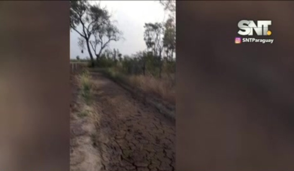 Emergencia: Alarmante sequía afecta al chaco - SNT