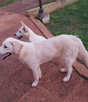 Mordelón y Candy   - Encontrá a tu mascota - ABC Color