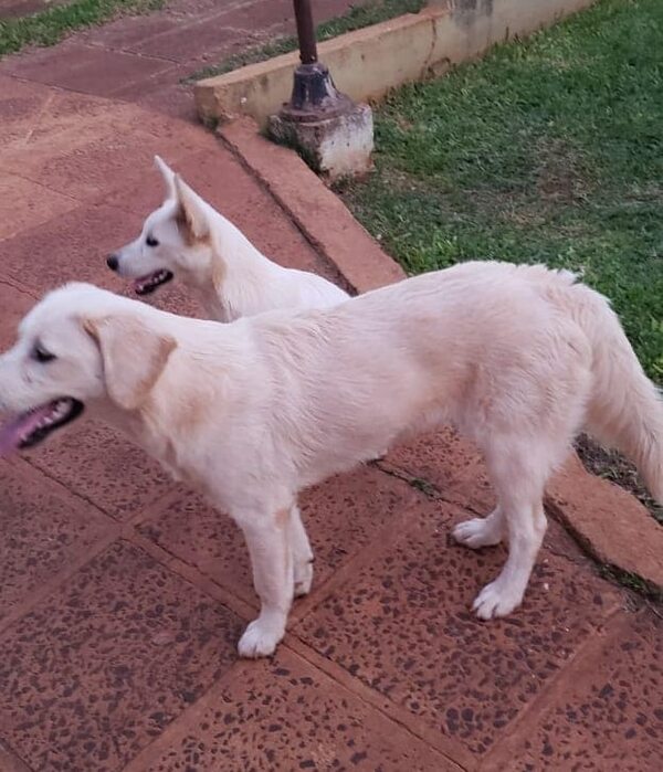 Mordelón y Candy - Encontrá a tu mascota - ABC Color