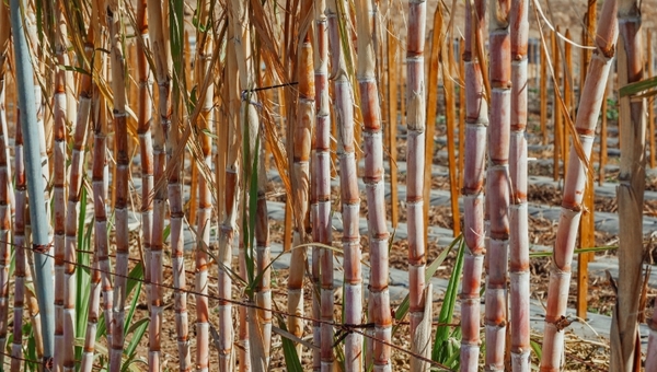 MGA Mosto Natural innovará con paletas heladas (el verano es su mejor temporada)