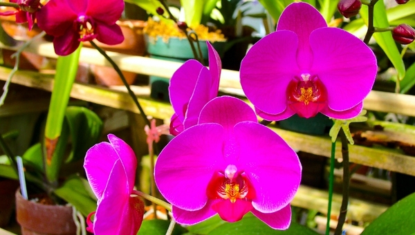 Futuro florido: Paraguay y Taiwán buscan potenciar rubro de orquídeas con inversión de US$ 3,7 millones