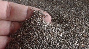 Paraguay concreta primer envío de chía al mercado australiano - ADN Digital