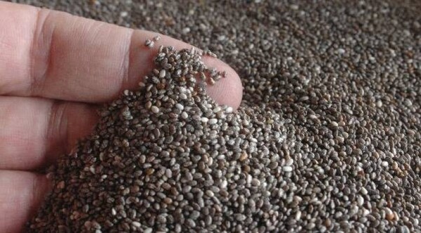 Paraguay concreta primer envío de chía al mercado australiano - ADN Digital