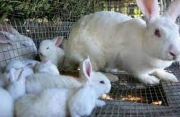 Diario HOY | Dejaron de ser exclusivamente mascotas, ahora su deliciosa y saludable carne es gran negocio