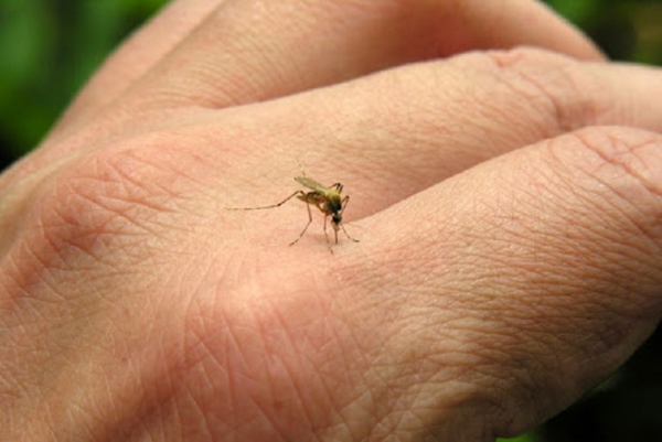 Diario HOY | Reporte refleja descenso de notificaciones de dengue