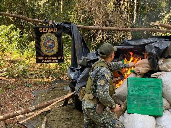 Senad desmonta campamento narco y destruye 1,4 toneladas de marihuana en la Reserva Morombí - .::Agencia IP::.
