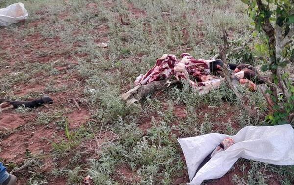 Abigeos faenan tres toros y dos vaquillas en Repatriación – Prensa 5