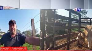 Hurtan buey del matadero municipal de la Colmena, Paraguarí | Noticias Paraguay