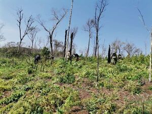 Destruyen plantaciones de marihuana en área para reserva San Rafael en Tava’i - Policiales - ABC Color