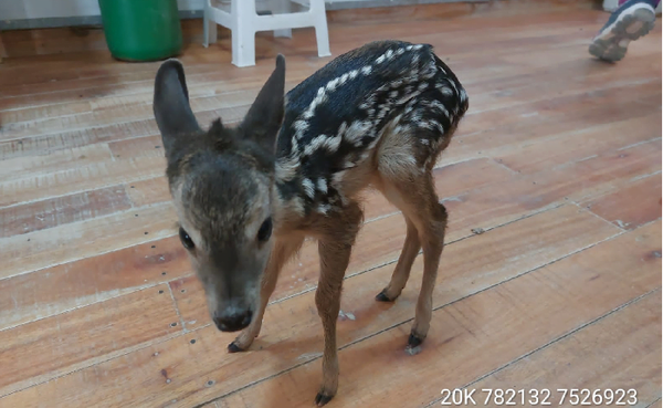 “Guasu’i”, un ejemplar de venado, es hallado y rescatado por trabajadores - Noticiero Paraguay