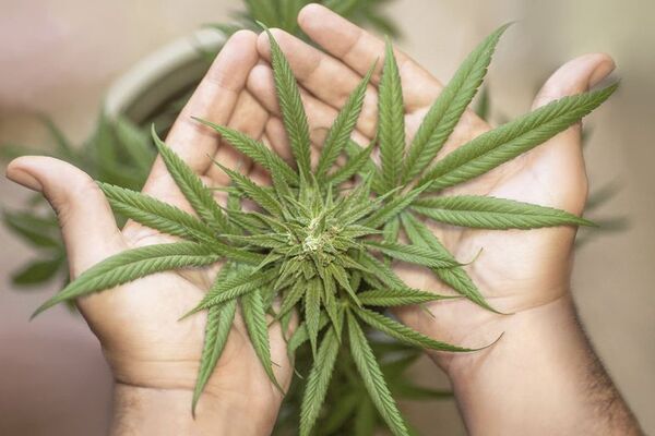 Silva Facetti presenta proyecto de ley para uso personal del cannabis - Nacionales - ABC Color