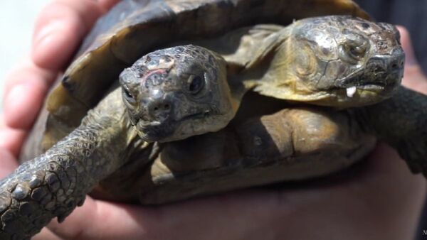 Insólito: Nace una tortuga siamesa bicéfala