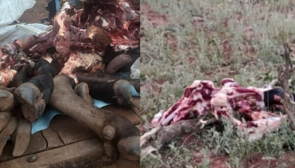 Abigeos faenan varios animales vacunos en Repatriación - Noticiero Paraguay