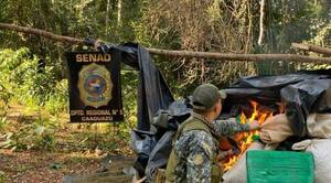 Crónica / Destruyen 1,4 toneladas de marihuana mientras desmontan campamento narco en Morombí