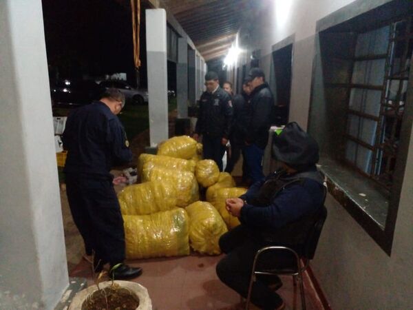 Incautan unos 194 kilogramos de marihuana en Ñeembucú - Nacionales - ABC Color