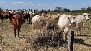 Sequía presiona a ganaderos del Chaco a vender antes los bovinos