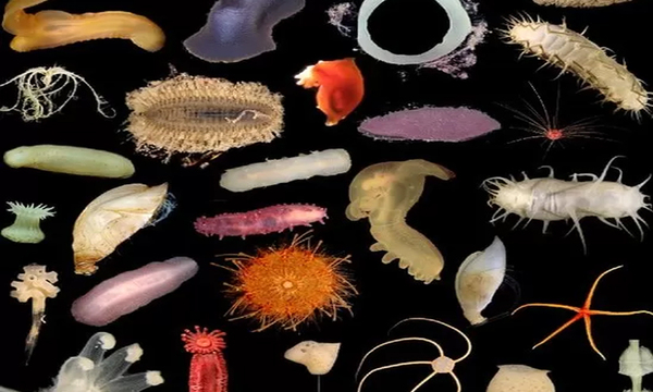 “Son especies totalmente nuevas”: la científica mexicana que está ayudando a revelar las increíbles criaturas del fondo del océano - OviedoPress