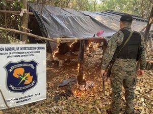 Destruyeron 9 hectáreas de marihuana en la Colonia María Auxiliadora