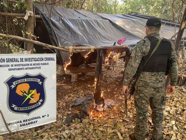 Destruyeron 9 hectáreas de marihuana en la Colonia María Auxiliadora
