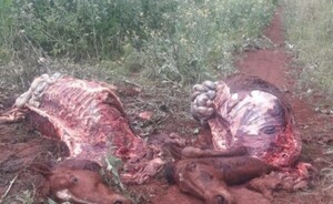 Ñacunday: Abigeos robaron 2 caballos a sexagenario