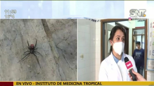 Araña Viuda Negra picó a un adolescente - SNT