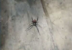 Menor de 14 años fue picado por una araña conocida como