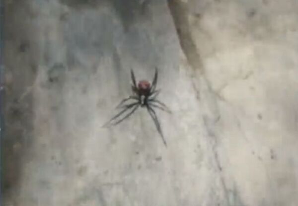 Menor de 14 años fue picado por una araña conocida como