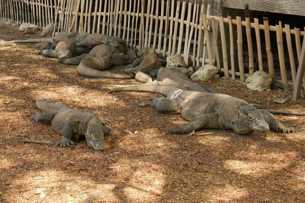 Astronómica entrada para ver al dragón de Komodo desata polémica en Indonesia - Viajes - ABC Color