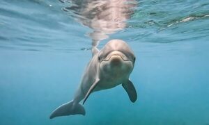 ¿Qué famoso casi se ahoga por culpa de un delfín en Cancún?
