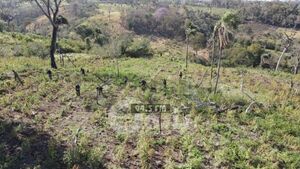 Antinarcóticos de Pedro Juan destruyeron 9 hectáreas de marihuana