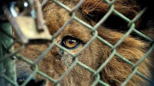 Leones de un zoológico serán subastados