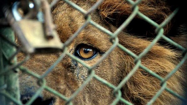 Leones de un zoológico serán subastados