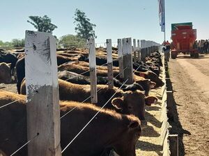 Productores de engorde aseguran que el sistema de Feed Lot es más eficiente - Nacionales - ABC Color