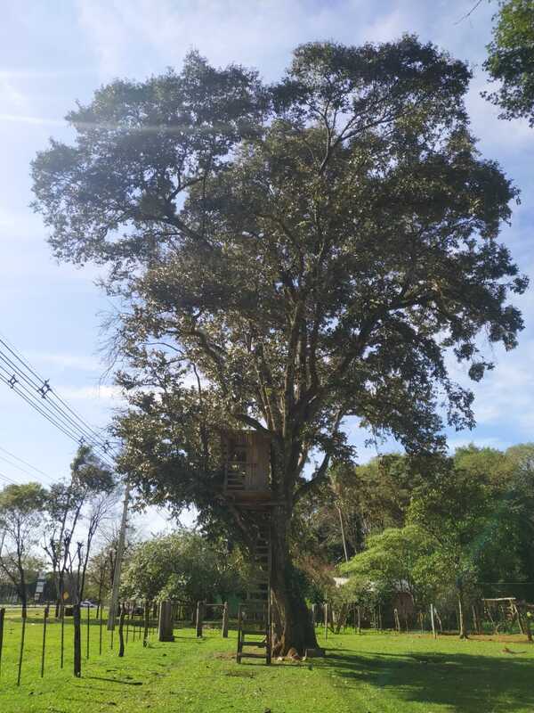 Diario HOY | “Ka’a Ovetí” de Alto Paraná se consagra como el “Árbol de la Gente” 2022