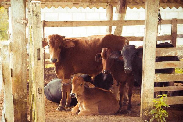 Carne bovina paraguaya ocupa más de la mitad del mercado chileno