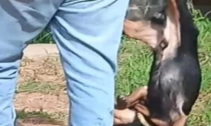 Un hombre arrastró y tiró a un perro al arroyo - OviedoPress