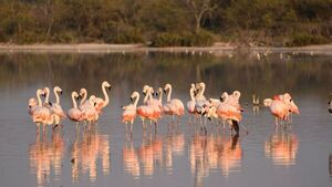 Flamencos vuelven a las aguas saladas del Chaco paraguayo