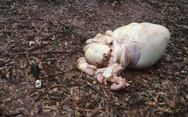 Denuncian robo y faena de una vaca en Hernandarias