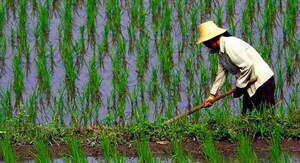 El clima adverso en los principales países proveedores de arroz de Asia amenaza la producción