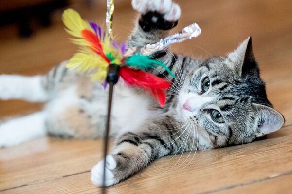 Día Internacional del Gato: a celebrar con tu michi - Mascotas - ABC Color