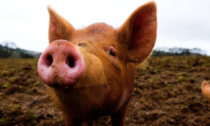 Científicos logran revivir órganos de cerdos con sangre sintética después de la muerte de los animales - OviedoPress