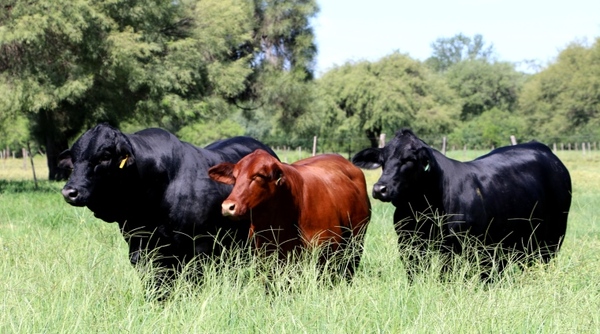 La carne paraguaya ocupó más de la mitad del mercado chileno en el primer semestre