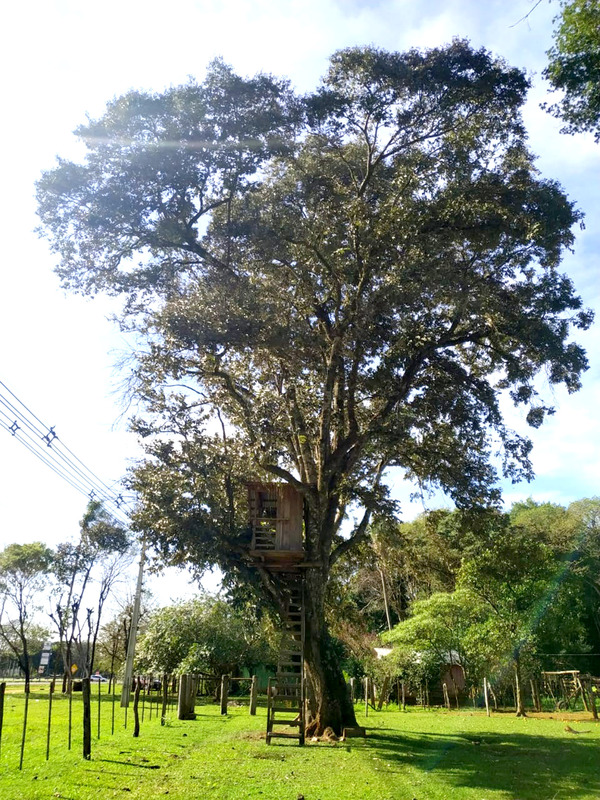 Ka’a Oveti de Mallorquín se consagra como el “Árbol de la gente” - La Clave