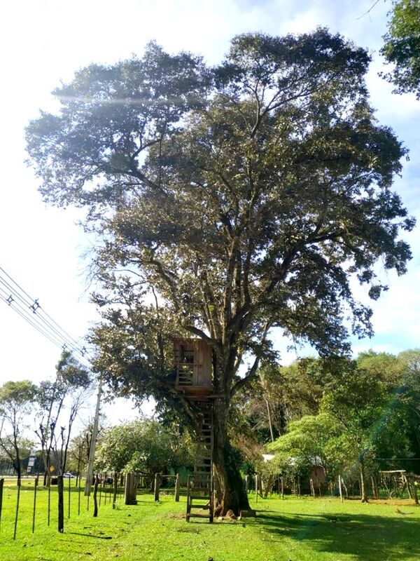 Ka’a Oveti de Mallorquín se consagra como el “Árbol de la gente”