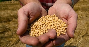 Morosidad del sector agrícola en bancos alcanzó US$ 5,5 millones | Análisis Macro | 5Días