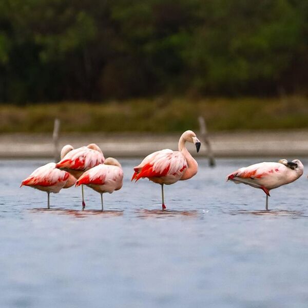 Aves migratorias dan color a las lagunas saladas del Chaco - Viajes - ABC Color