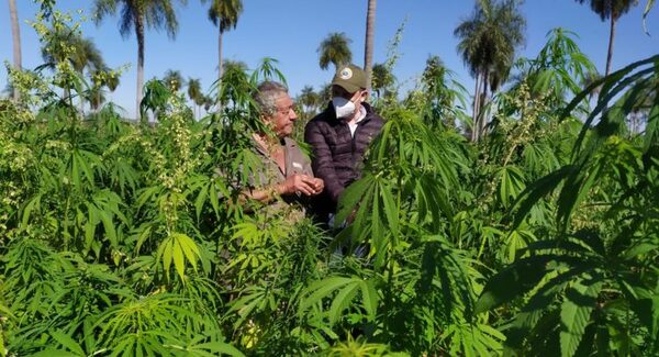 Dinavisa estableció marco legal para el registro de productos derivados del cáñamo industrial - .::Agencia IP::.